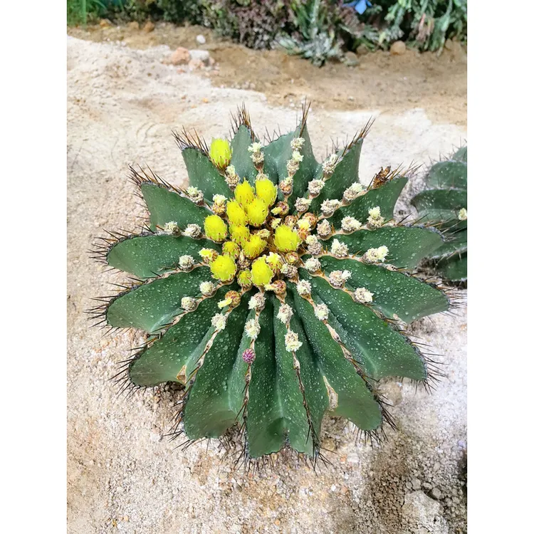 黄彩玉仙人球盆栽带花苞花卉绿植盆栽办公室桌面多肉懒人易养