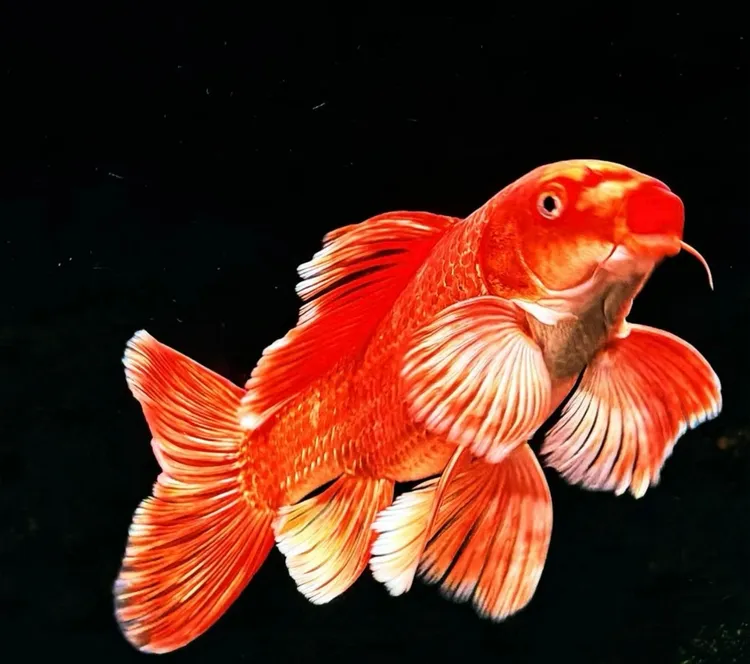 蝶鲤阁精选蝴蝶鲤红鱼