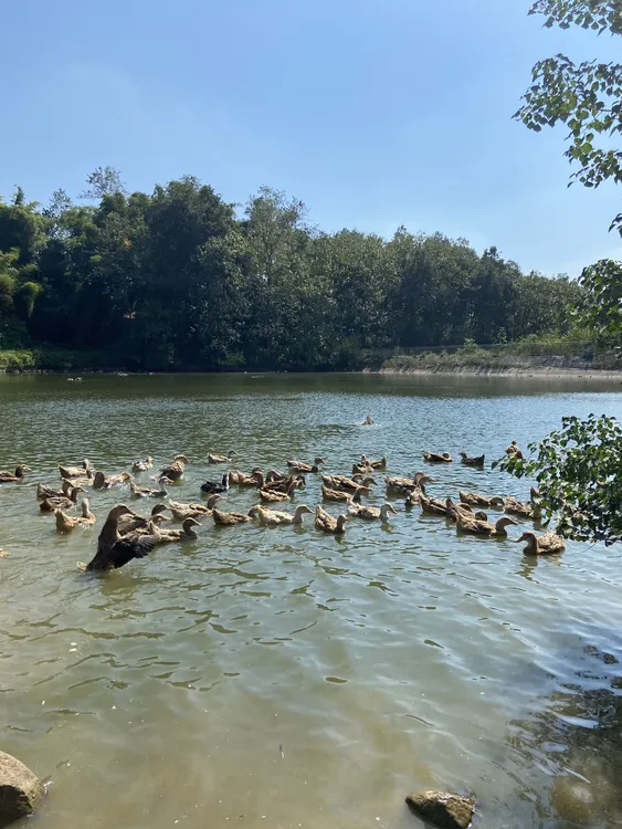 新鲜宰杀农家土麻鸭肉（黄皮红肉顺丰包邮带鸭胗）