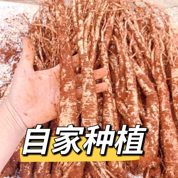 正宗云南参高原臭参地参臭药臭党参新鲜特产小人参