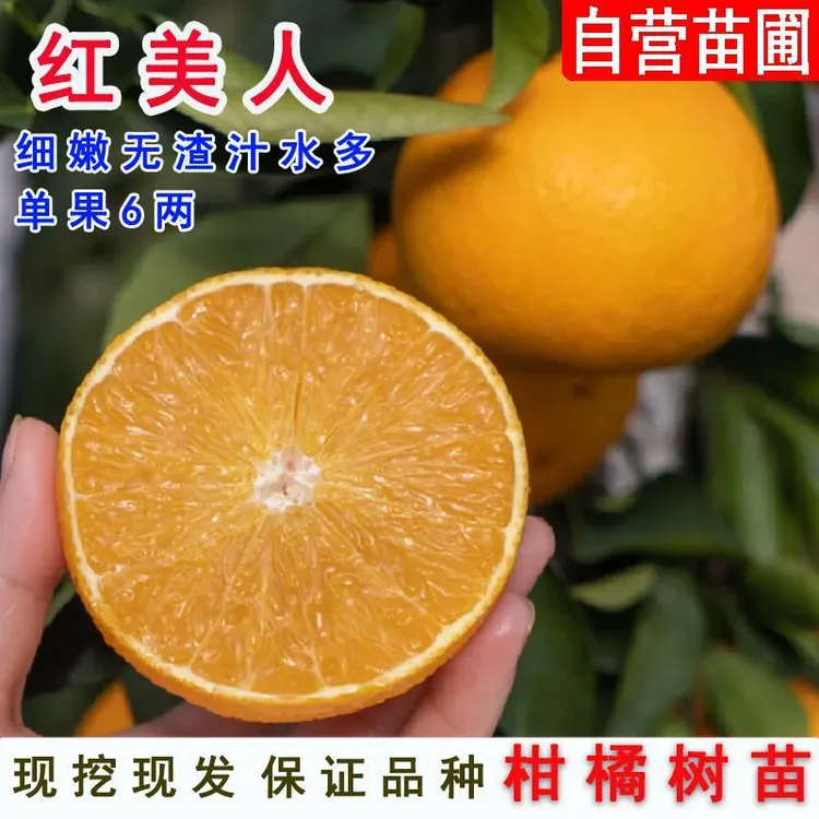 象山红美人树苗南北方地栽嫁接特大爱媛28柑橘苗盆栽橘子当年结果