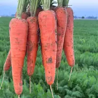 优【胡萝卜】湘西农家自种胡萝卜炒肉清脆香甜