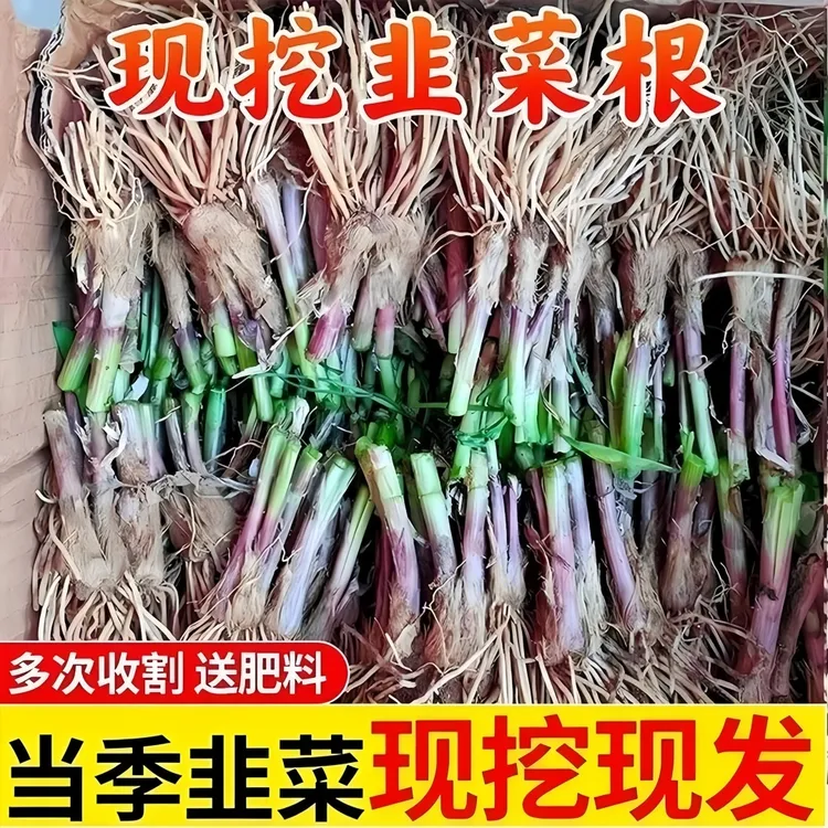 【基地现挖】韭菜根四季小香叶韭菜根盆栽小院好养绿植室内阳台紫根