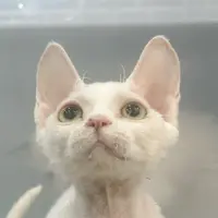 来了姊妹-纯白德文猫-弟弟-63