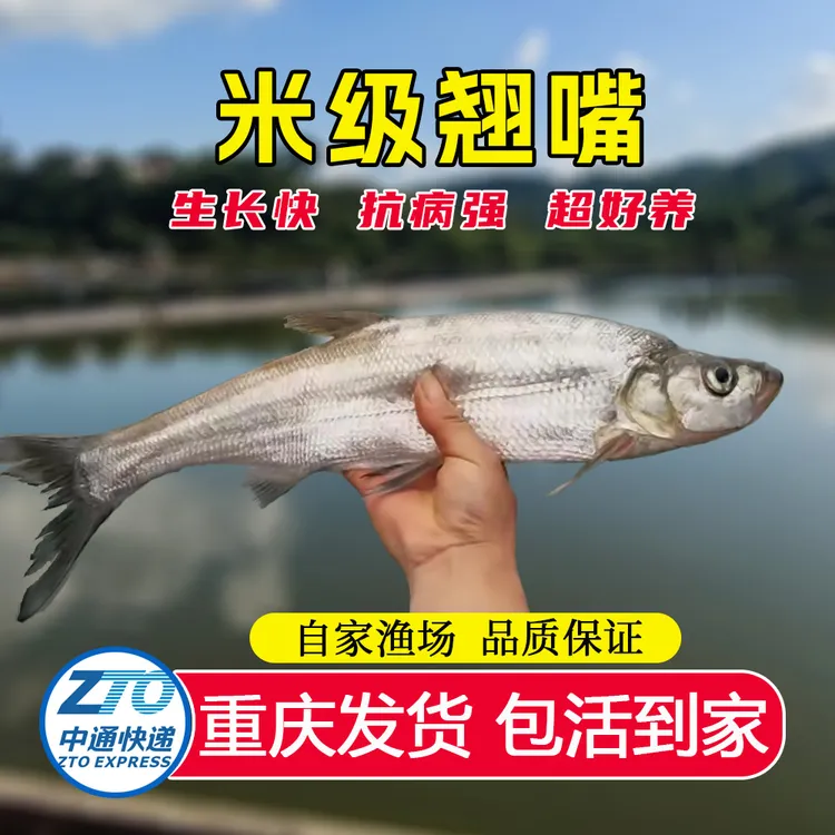 米级翘嘴鱼 淡水养殖食用大翘嘴可观赏