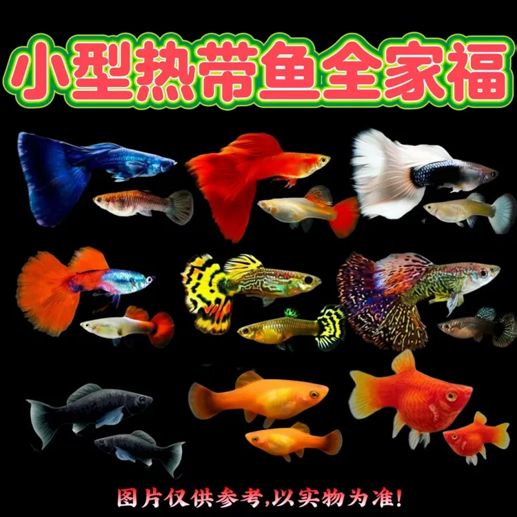 【小全家福】纯种孔雀鱼金牡丹玛丽鱼小型热带鱼观赏鱼好养好繁殖