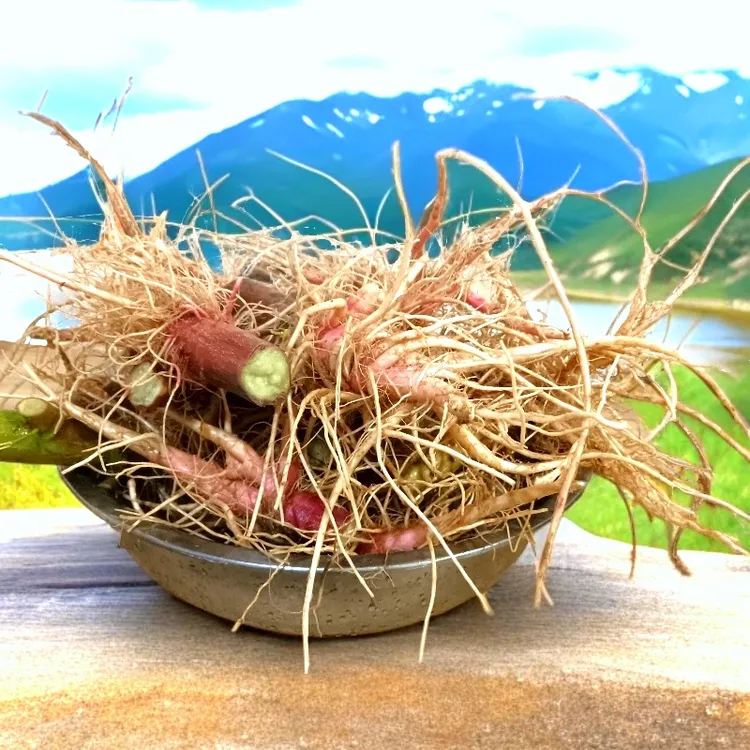 新鲜野生红梗刺苋菜根刺苋头炖汤料