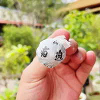 2025年 冰岛南迫秋茶混采龙珠10颗普洱茶生茶