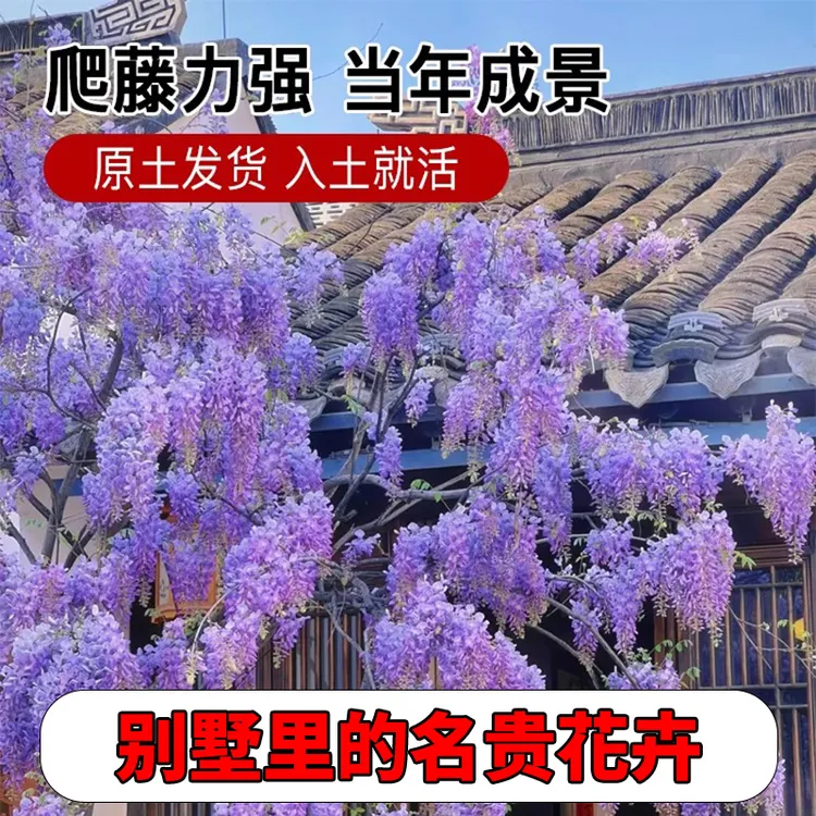庭院紫藤花树苗紫藤花苗爬藤植物别墅耐寒耐冻花卉风景树门前大树