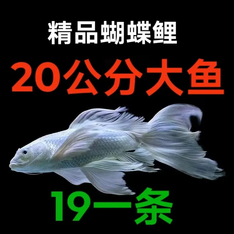 蝴蝶鲤观赏鱼精品纯种普身台湾贵妃大鳍大尾活体冷水鱼锦鲤鱼耐活