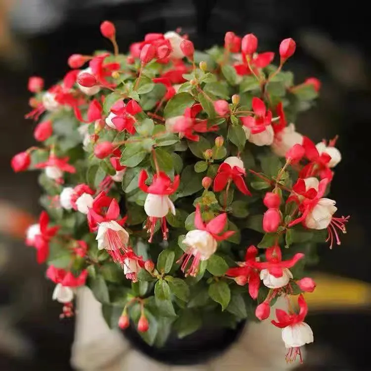 百叶裙倒挂金钟盆栽多年生易爆盆适合阳台室内观花绿植绿植盆栽