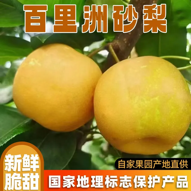 湖北砂梨百里洲翠冠黄皮梨新鲜孕妇水果薄皮脆甜多汁梨子当季鲜果