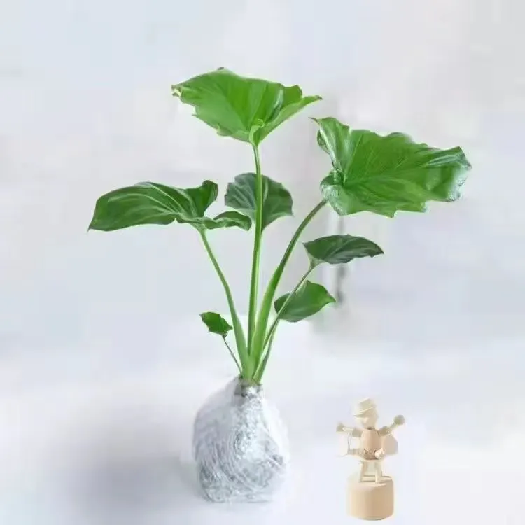 大叶春羽水培植物盆栽室内好养绿植净化空气小天使花卉