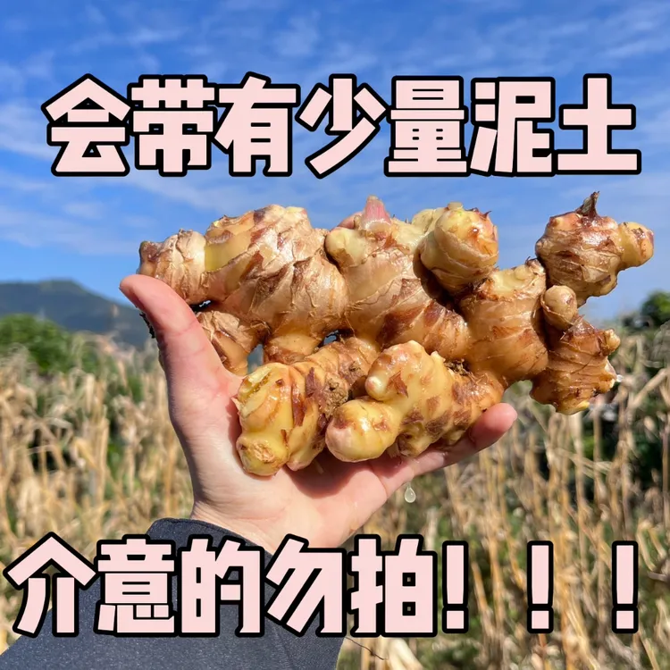 信宜平塘高山新鲜现挖生姜《会有少量泥土》介意的不要拍！！
