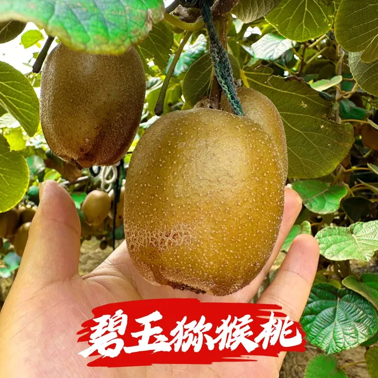 【碧玉猕猴桃】普通快递绿心现摘现发4.5斤彩箱包装泰山一号