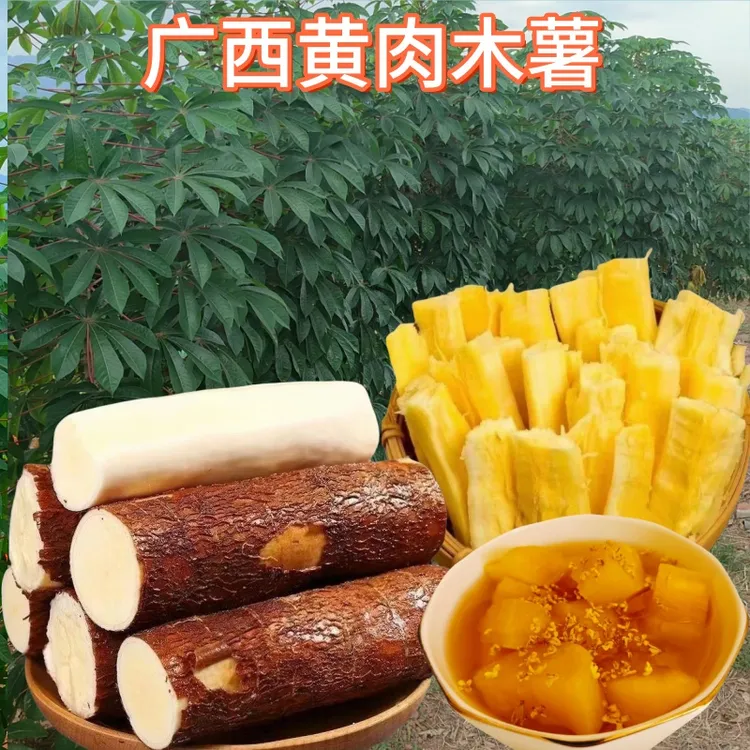 广西黄肉黄心木薯面包板栗薯蛋黄木薯糖水粉糯软新鲜现挖
