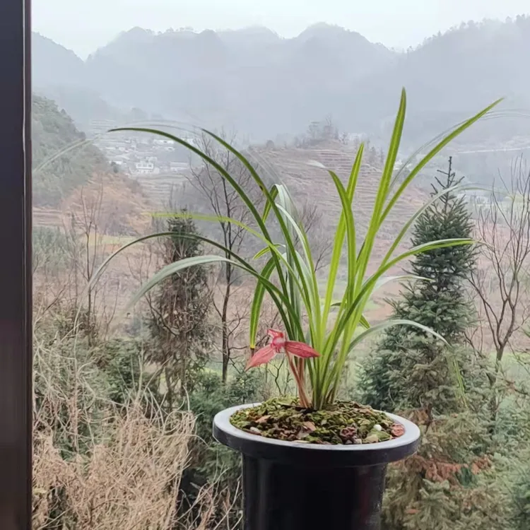 花期带花苞浓香型春兰新种透版红花室内外绿植花卉盆栽兰花苗