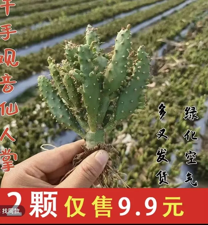 千手观音仙人掌盆栽耐热耐旱易成活适合室内种植