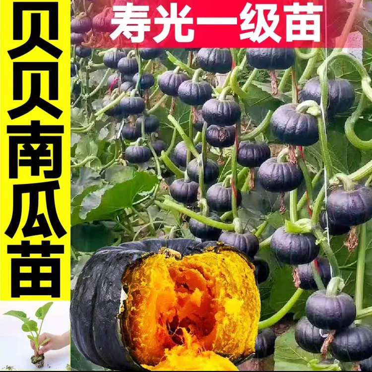 坂田板贝贝南瓜蔬苗奶油南瓜苗贵族南瓜苗绿春小冬瓜蔬菜秧苗