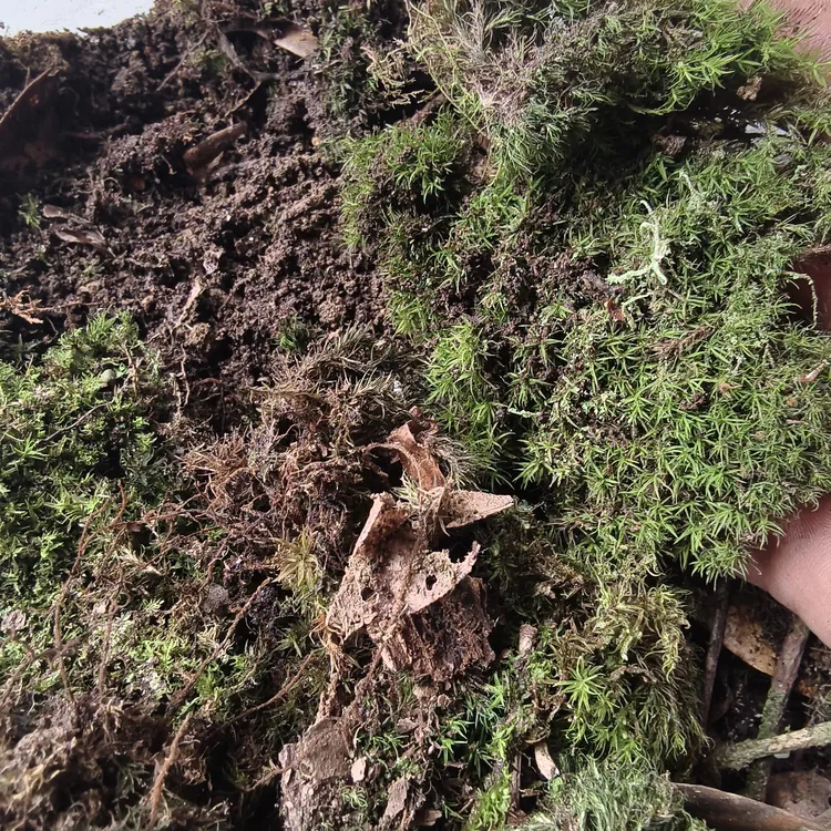 云南深山腐殖土（送树毛衣）