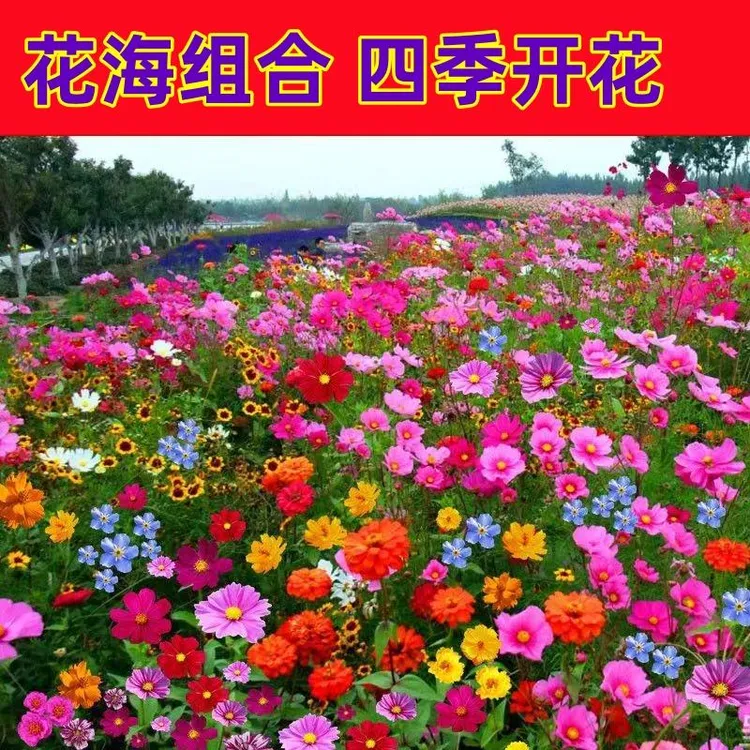 【家庭花园】野花组合适合室外阳台盆栽花卉组合商品图