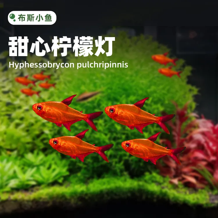 布斯小鱼 甜心柠檬灯高端精选小型观赏鱼热带鱼水草缸群游活体鱼