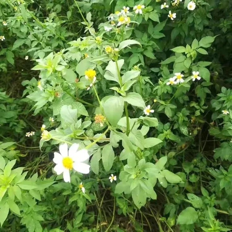 【鬼针草】鬼针草小鬼草三叶鬼针草四方枝金盏银盘