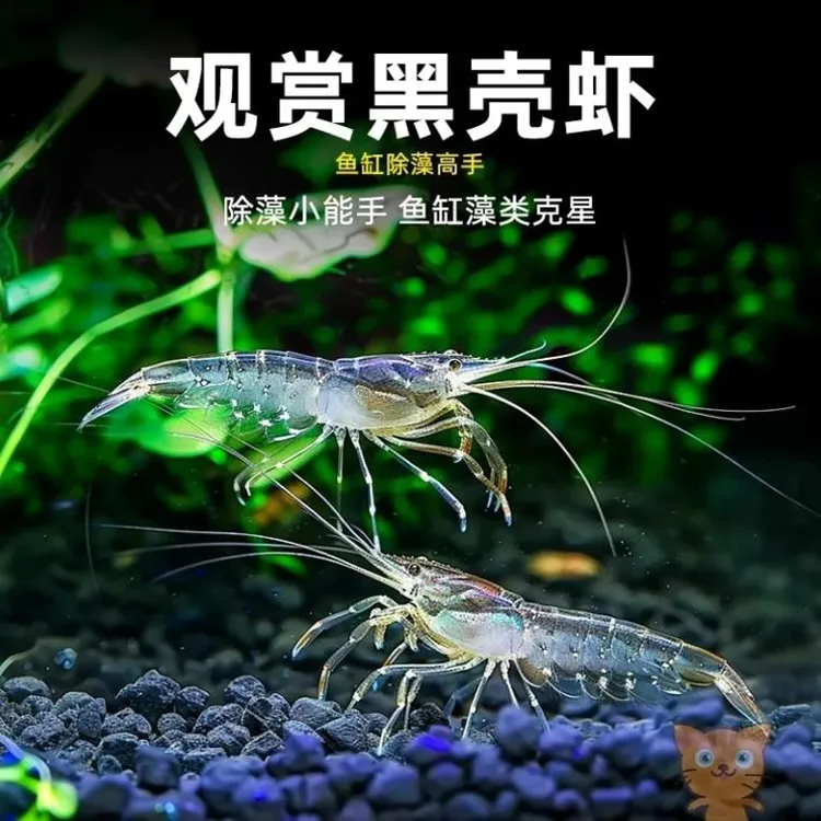观赏虾黑壳虾除藻虾观赏虾晶虾极火宠物虾鱼缸工具