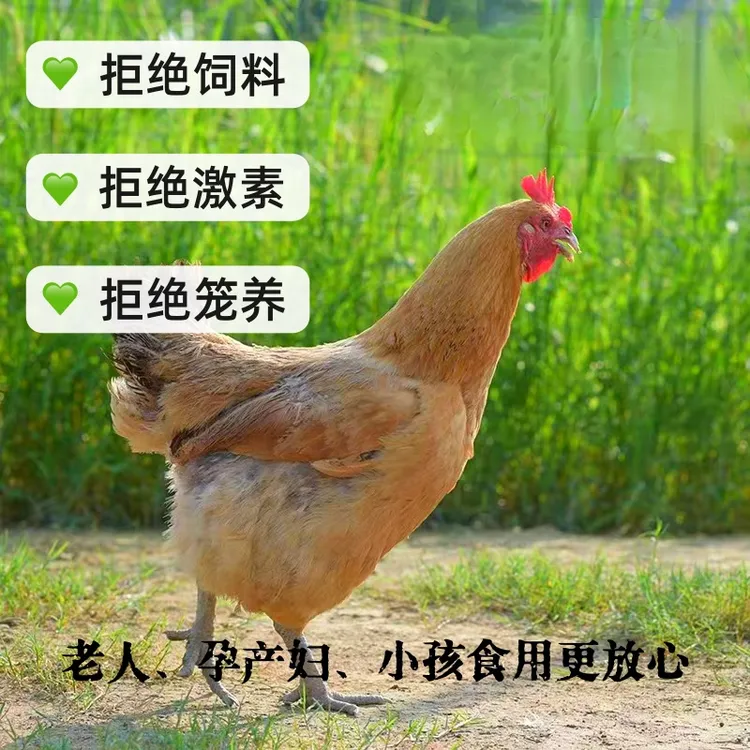 【2只装】散养2年粮食喂养黑脚土鸡老母鸡汤鲜味美 冷鲜发货