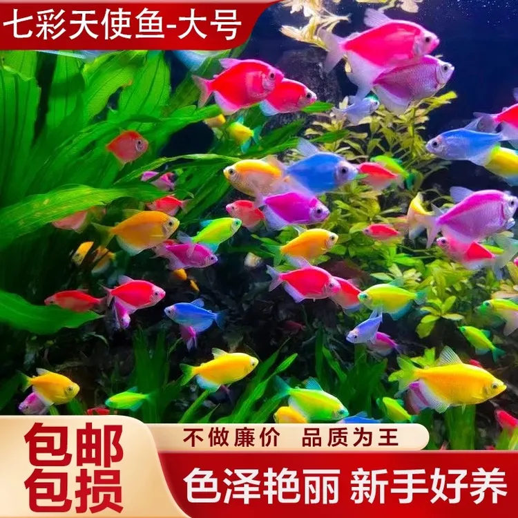 七彩天使鱼小型热带观赏鱼颜色丰富群游好养适合新手