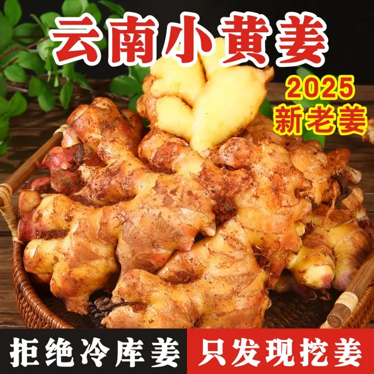 云南小黄姜香味浓郁辛辣够味新鲜现挖山地种植产地直销整箱批发