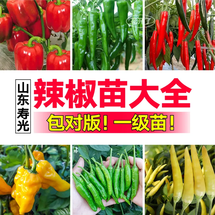 山东寿光直发辣椒苗秧大全朝天椒小米辣青线甜椒阳台四季盆栽高产