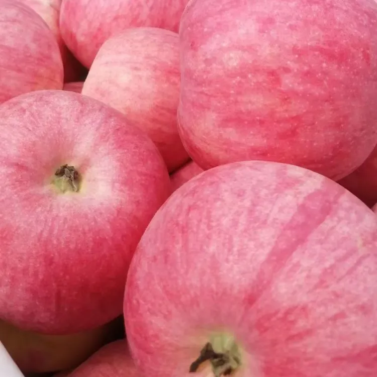 陕西洛川红富士苹果（二级果）