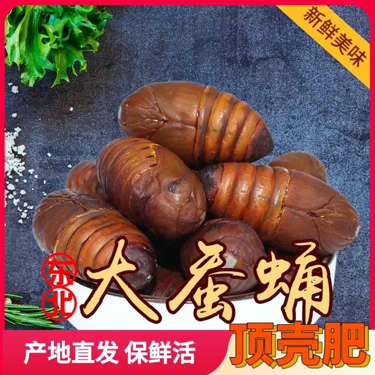 顺丰发货 将军级大蚕蛹东北特产鲜活蚕蛹优质黄茧蛹保鲜黑蝉蛹