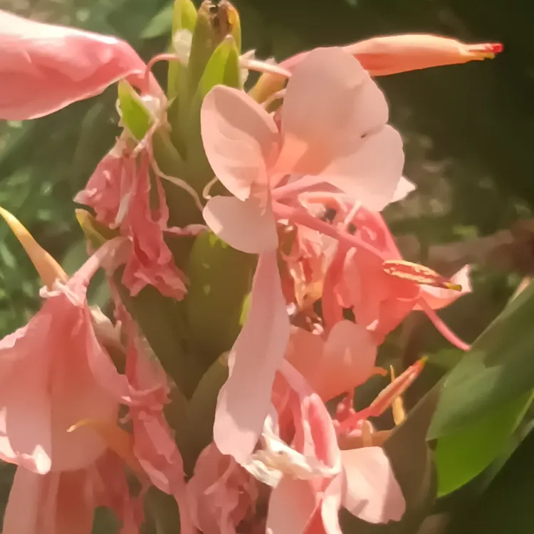 粉色姜花，贵州稀有品种，种根