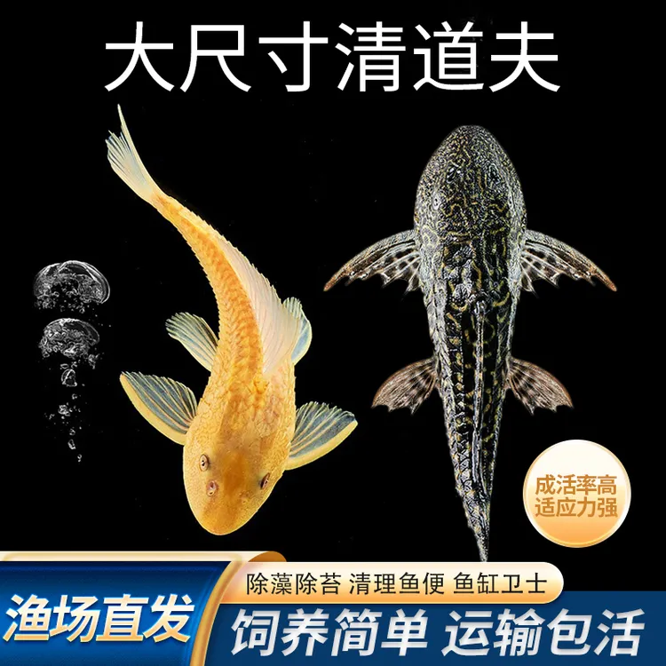 黄色清道夫黑色清道夫清洁鱼缸吃藻类清理食物残渣工具鱼黄夫