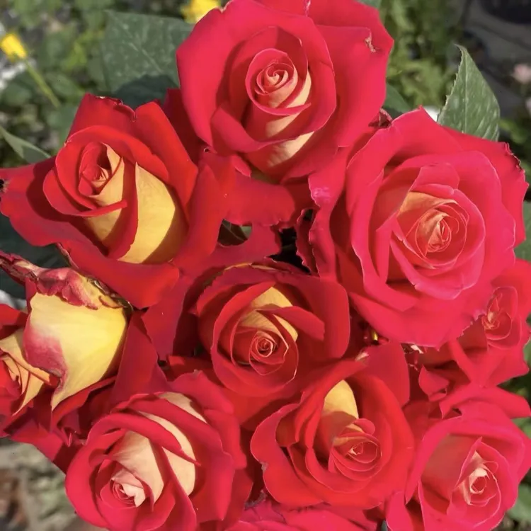 法兰西金（如意）玫瑰盆栽花卉