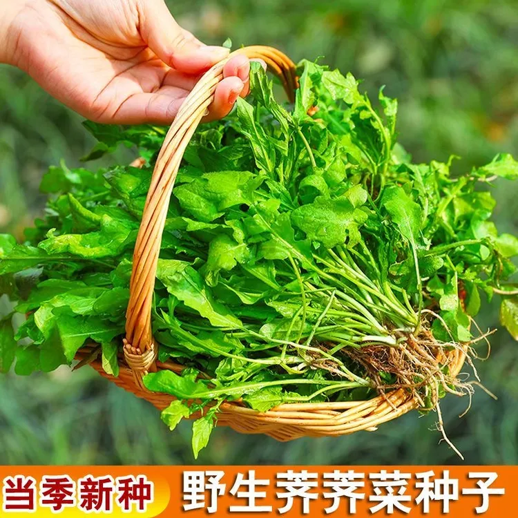 【今年新种】荠菜种子野生荠荠菜大叶荠菜野荠菜阳台盆栽蔬菜种籽