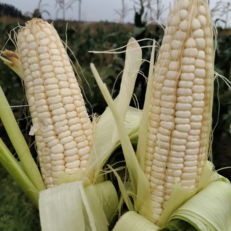 新鲜甜糯玉米香甜粘口现摘带壳9至10个偶有虫眼属正常
