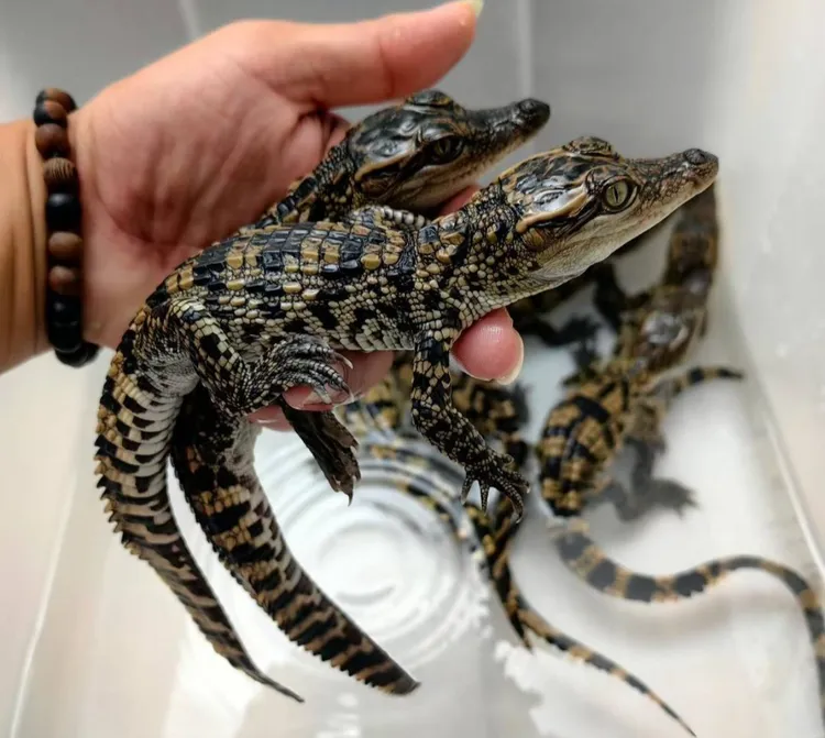 2050年鳄鱼头苗观赏鱼