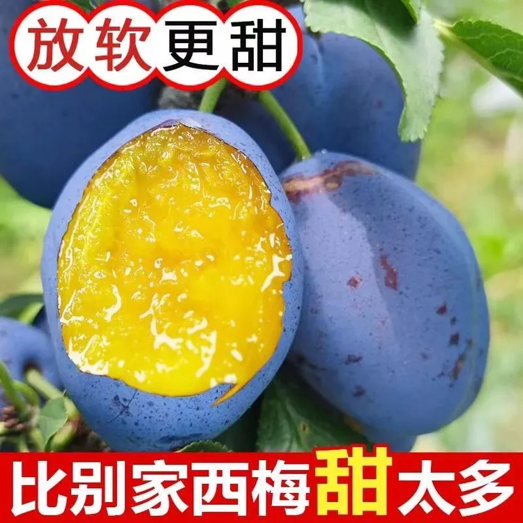 【果园直发】正宗甘肃天水大西梅新鲜西梅新鲜果甜西梅爆甜水果包邮