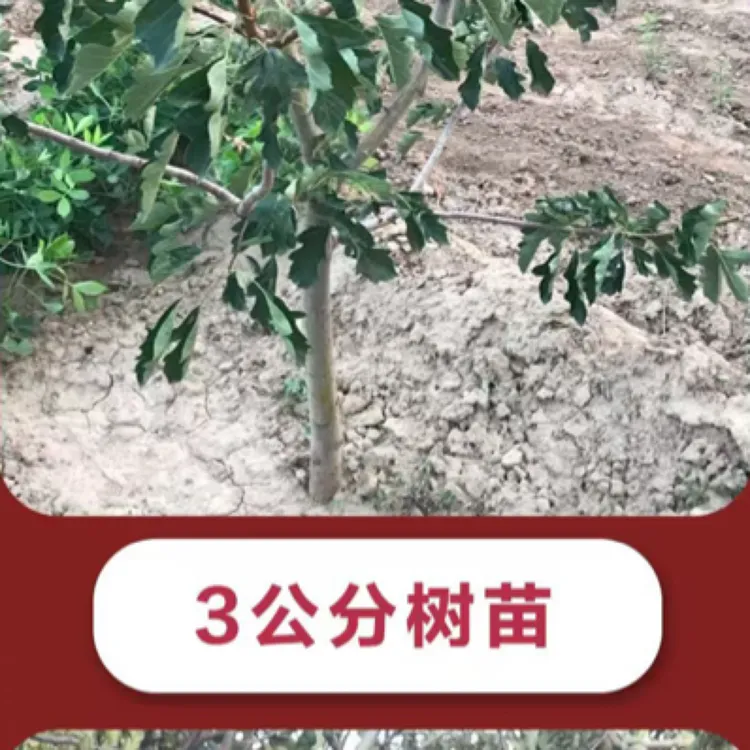 甄选山楂树批发1.5公分裸跟山楂树活苗快递发货贵在邮费五倍子