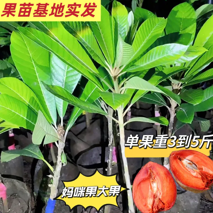 新品种妈咪果树苗耐寒耐旱庭院阳台盆栽地栽四季种植