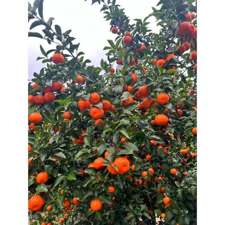 新鲜现摘永春本地砂糖橘皮薄多汁酸甜适中5斤/8斤/礼盒装