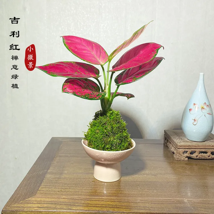 【宏展】吉利红苔藓球新中式苔玉室内耐阴好养绿植绿植