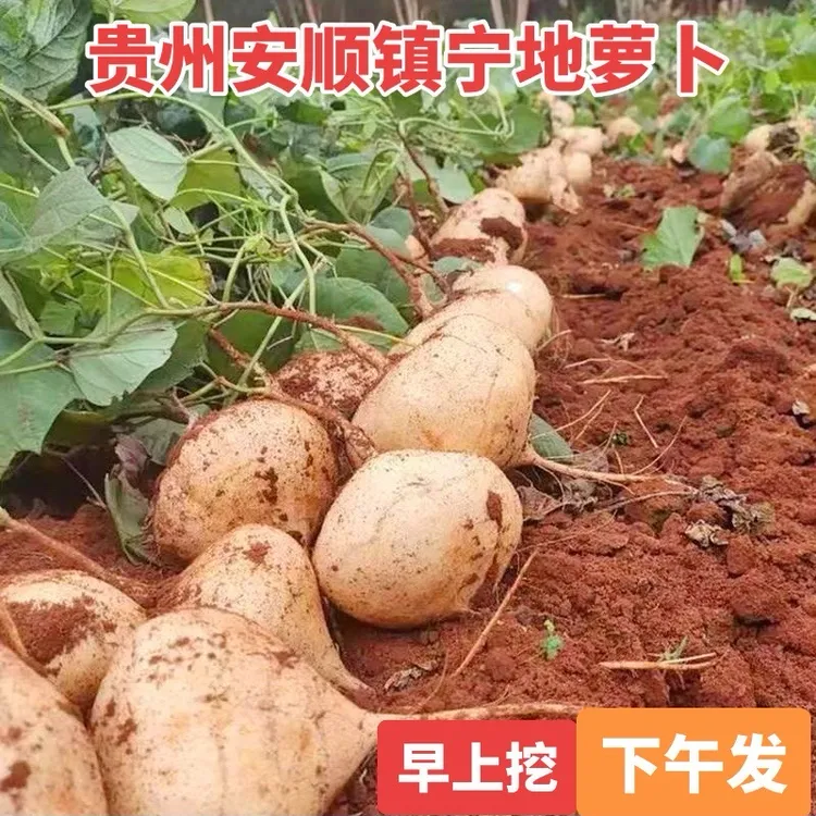 2025年贵州安顺镇宁地萝卜新鲜现挖凉薯脆甜多汁当季水果沙葛8