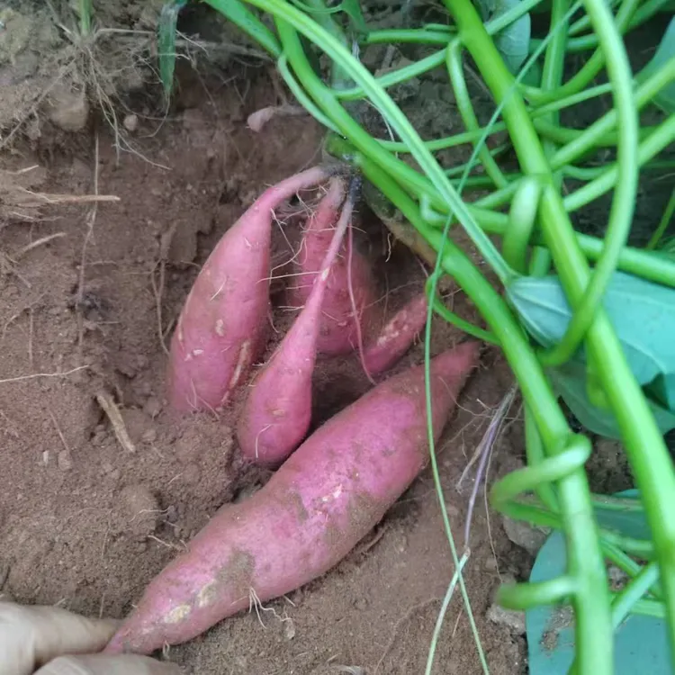 河南信阳新县新鲜现挖正宗沙地糖心蜜薯红心黄心地瓜番薯超甜软糯