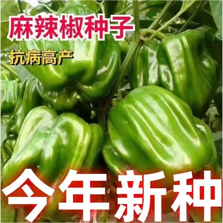 【麻辣圆椒种子】麻椒麻辣圆椒香辣微辣不辣