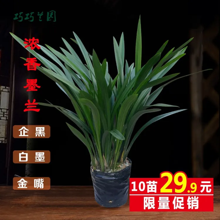 浓香兰花墨兰企墨黑四季常青报岁兰宽叶兰花客厅绿植观赏花卉盆栽