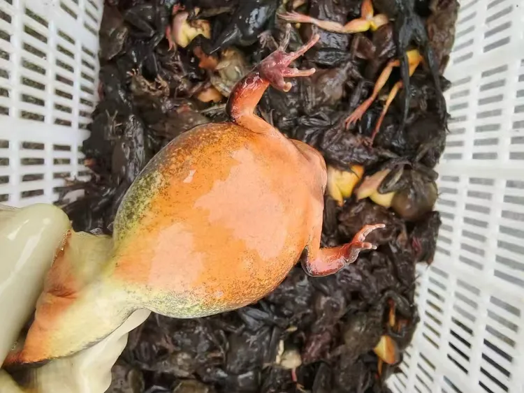东北冷水河鲜，送东北大酱